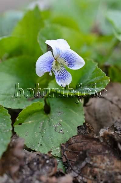 507056 - Common blue violet (Viola sororia)