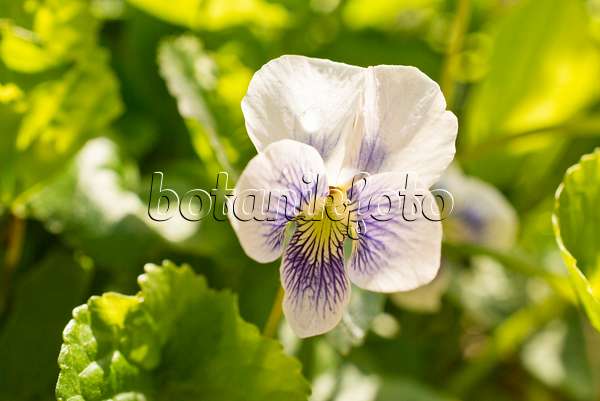 556085 - Common blue violet (Viola sororia)