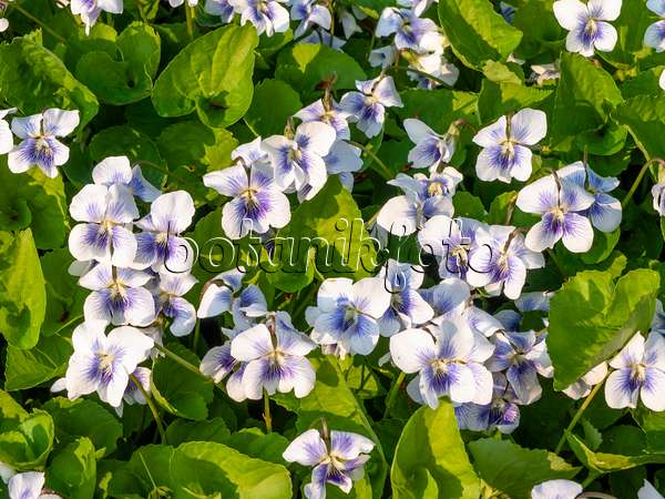 437176 - Common blue violet (Viola sororia 'Freckles')
