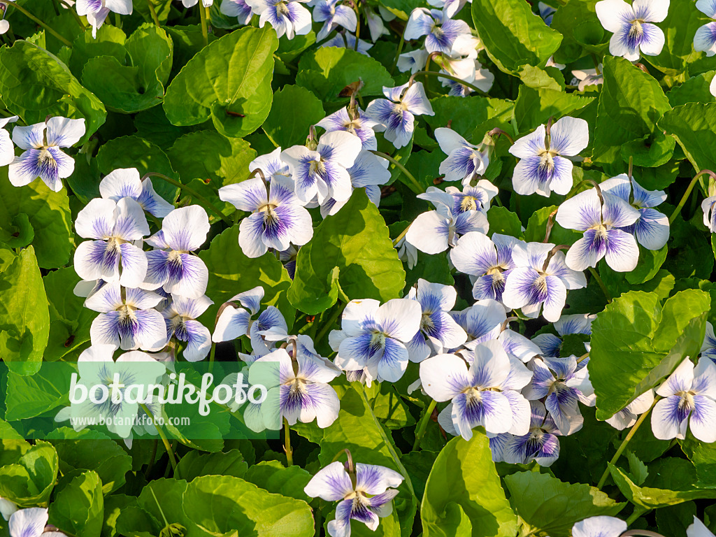 437176 - Common blue violet (Viola sororia 'Freckles')