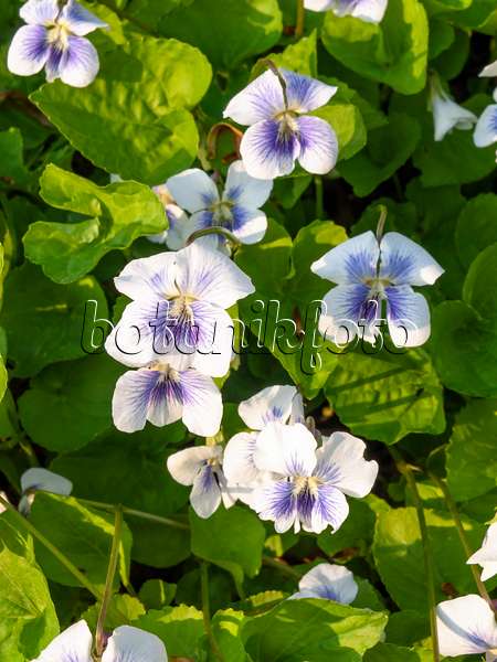437177 - Common blue violet (Viola sororia 'Freckles')