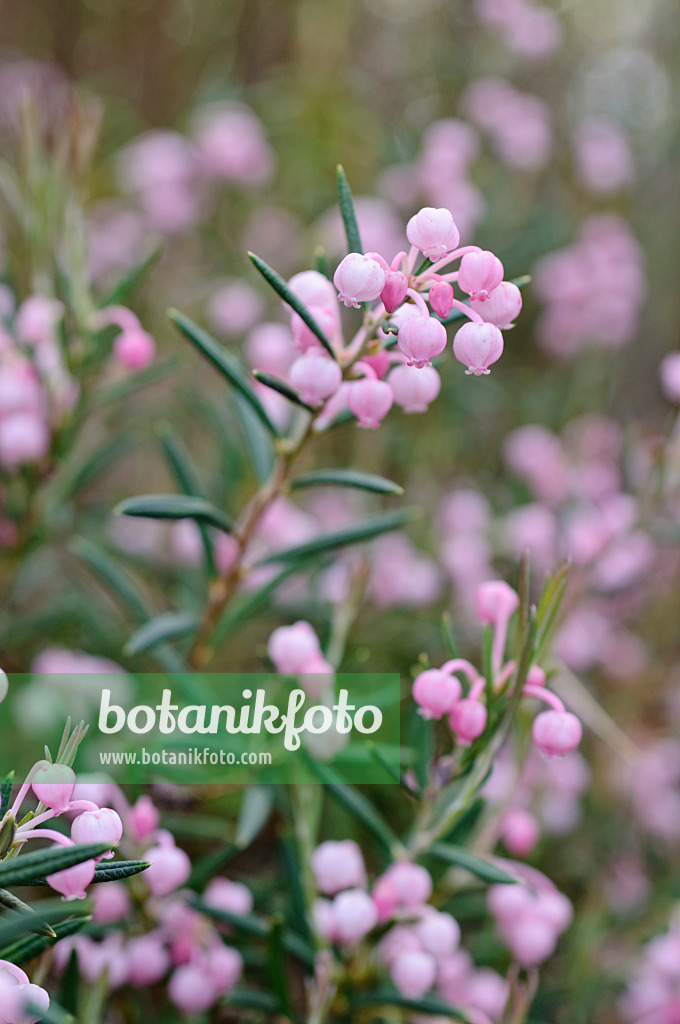 483362 - Common bog rosemary (Andromeda polifolia)