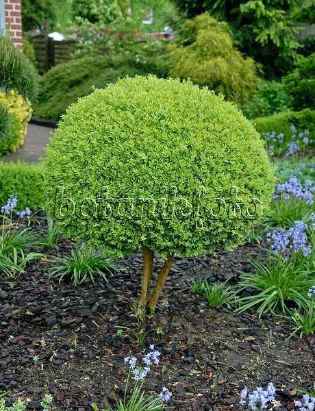 471368 - Common boxwood (Buxus sempervirens 'Arborescens') with spherical shape