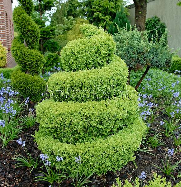 471369 - Common boxwood (Buxus sempervirens 'Arborescens') with spiral shape