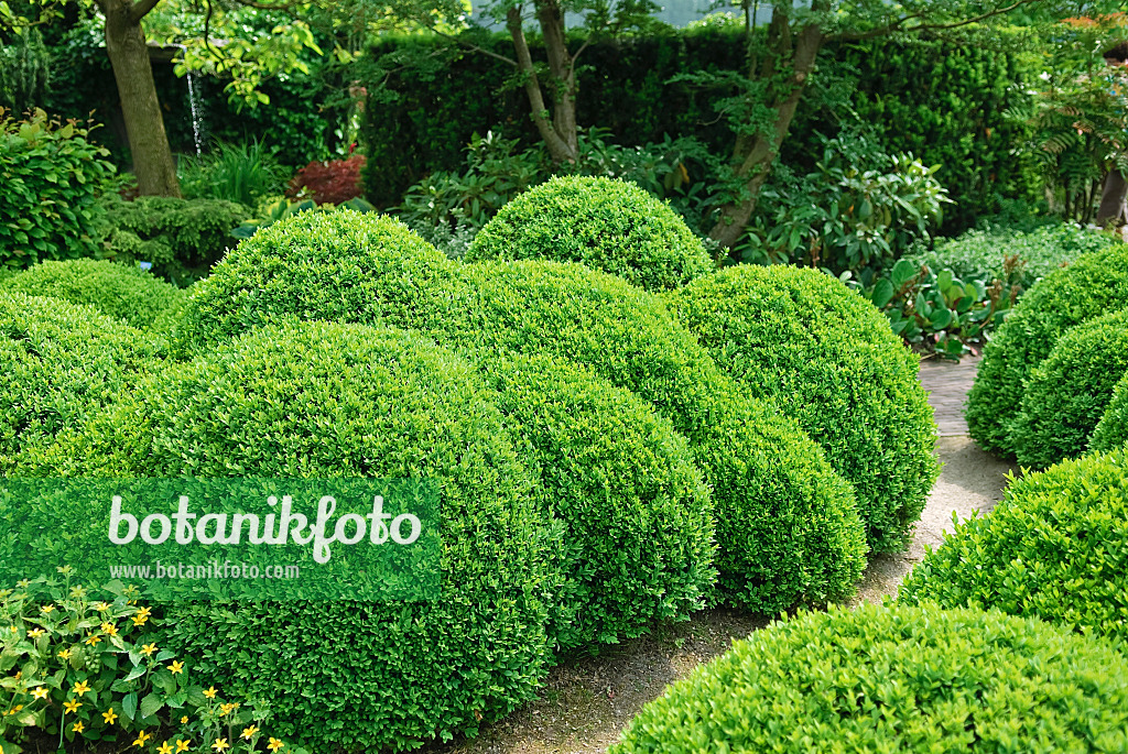 502125 - Common boxwood (Buxus sempervirens 'Arborescens')