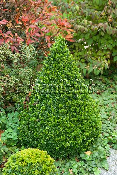 502126 - Common boxwood (Buxus sempervirens 'Arborescens')