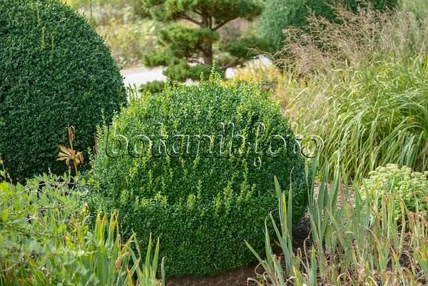 558041 - Common boxwood (Buxus sempervirens 'Arborescens')