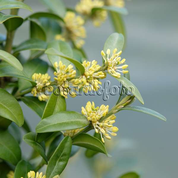 616172 - Common boxwood (Buxus sempervirens 'Arborescens')