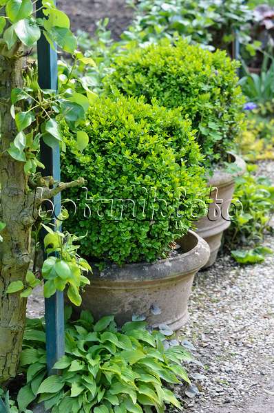 533231 - Common boxwood (Buxus sempervirens) in flower tubs
