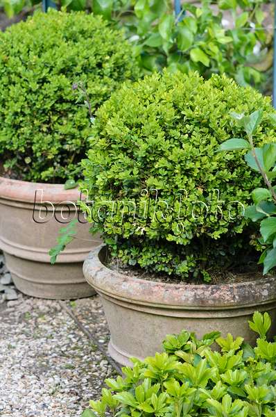 533232 - Common boxwood (Buxus sempervirens) in flower tubs