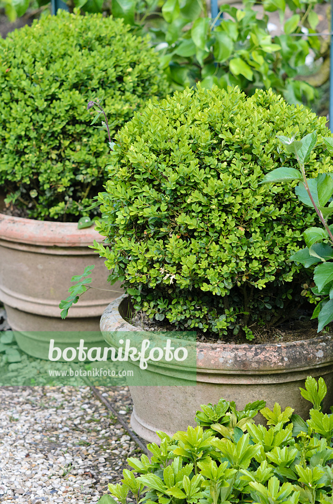 533232 - Common boxwood (Buxus sempervirens) in flower tubs