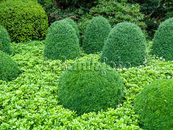 462147 - Common boxwood (Buxus sempervirens) and Japanese spurge (Pachysandra terminalis)