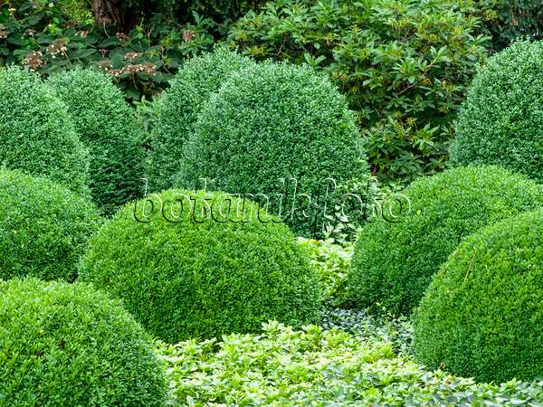 462148 - Common boxwood (Buxus sempervirens) and Japanese spurge (Pachysandra terminalis)