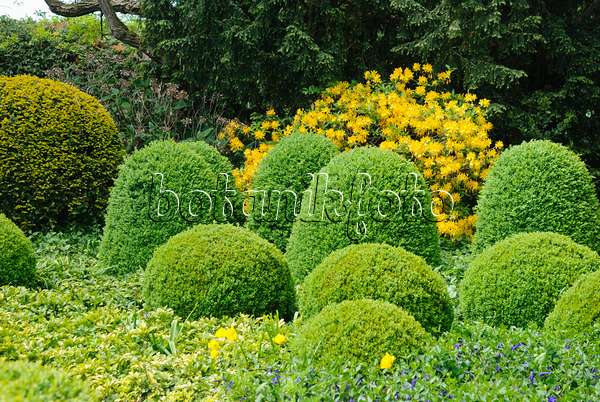 488162 - Common boxwood (Buxus sempervirens) and Pontic azalea (Rhododendron luteum)