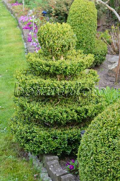 531087 - Common boxwood (Buxus sempervirens) with conical shape