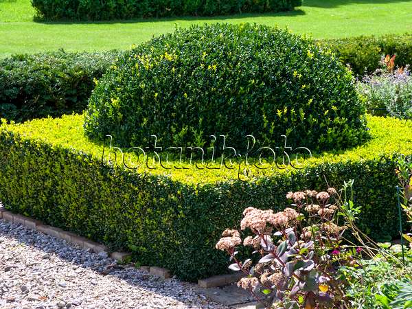 463109 - Common boxwood (Buxus sempervirens) with spherical shape