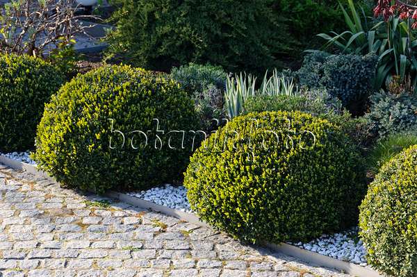 483318 - Common boxwood (Buxus sempervirens) with spherical shape