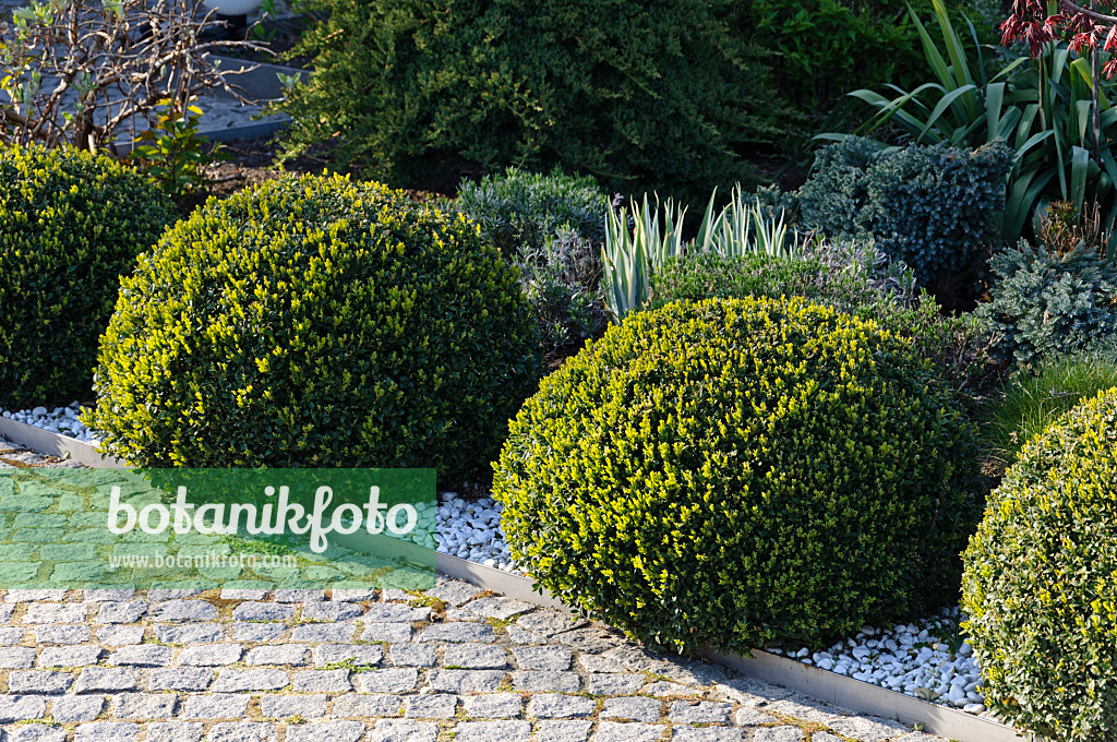 483318 - Common boxwood (Buxus sempervirens) with spherical shape