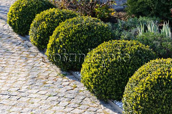 483319 - Common boxwood (Buxus sempervirens) with spherical shape