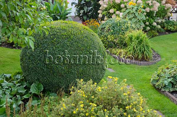 524083 - Common boxwood (Buxus sempervirens) with spherical shape