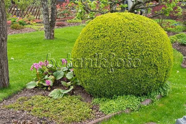 531221 - Common boxwood (Buxus sempervirens) with spherical shape