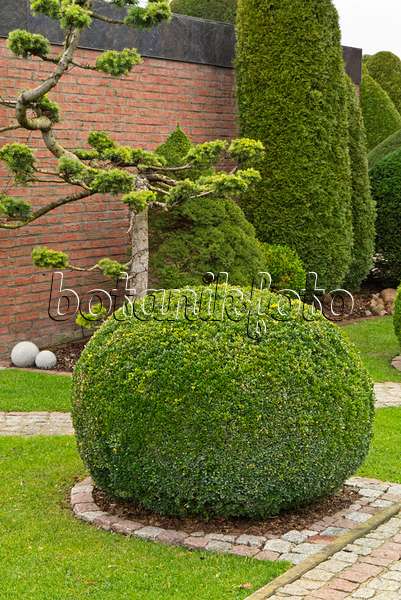 539009 - Common boxwood (Buxus sempervirens) with spherical shape