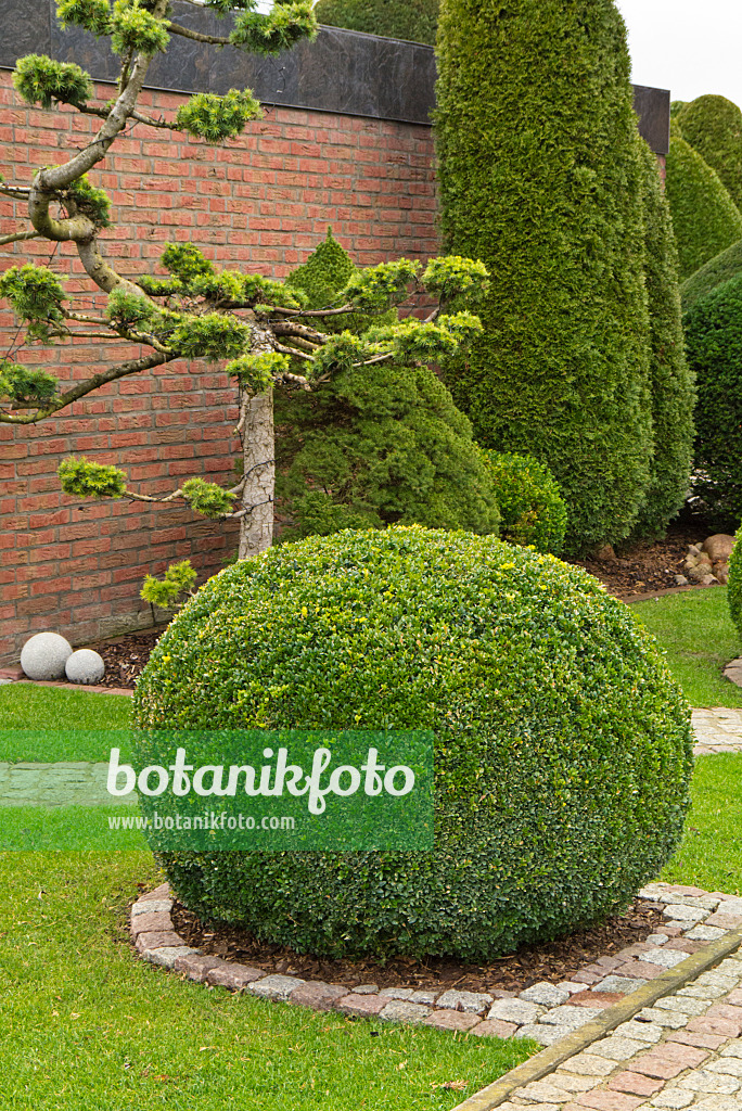 539009 - Common boxwood (Buxus sempervirens) with spherical shape