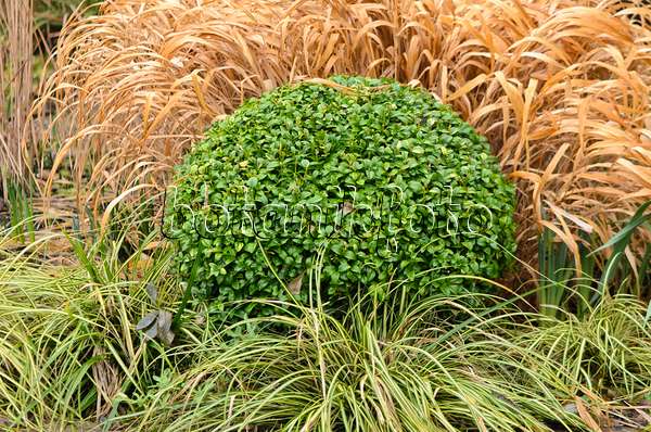 553100 - Common boxwood (Buxus sempervirens) with spherical shape