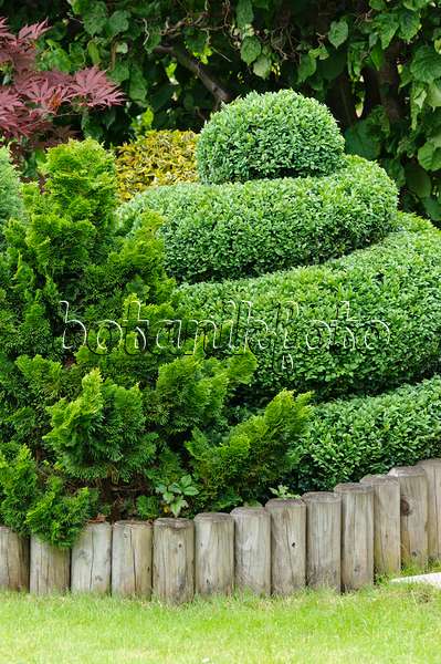 473187 - Common boxwood (Buxus sempervirens) with spiral shape