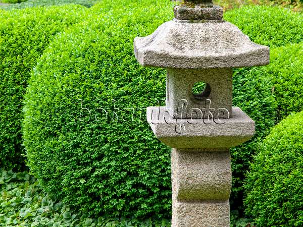 426144 - Common boxwood (Buxus sempervirens) with stone lantern