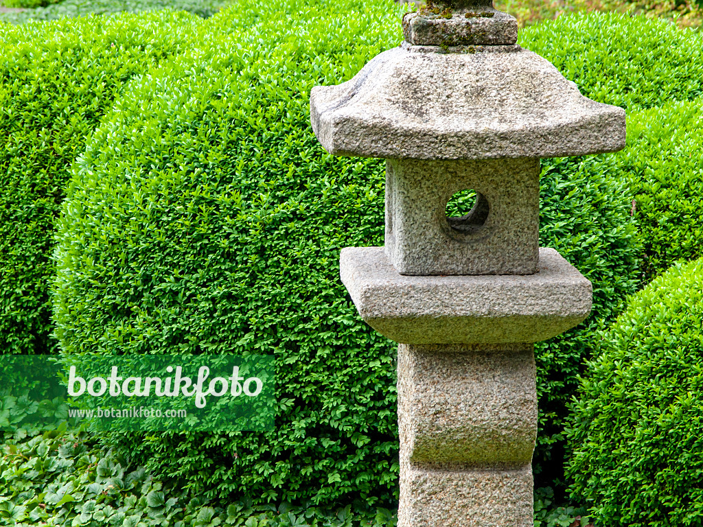 426144 - Common boxwood (Buxus sempervirens) with stone lantern