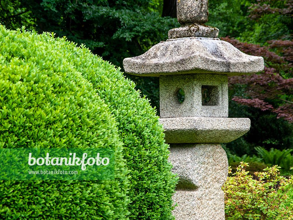 426145 - Common boxwood (Buxus sempervirens) with stone lantern