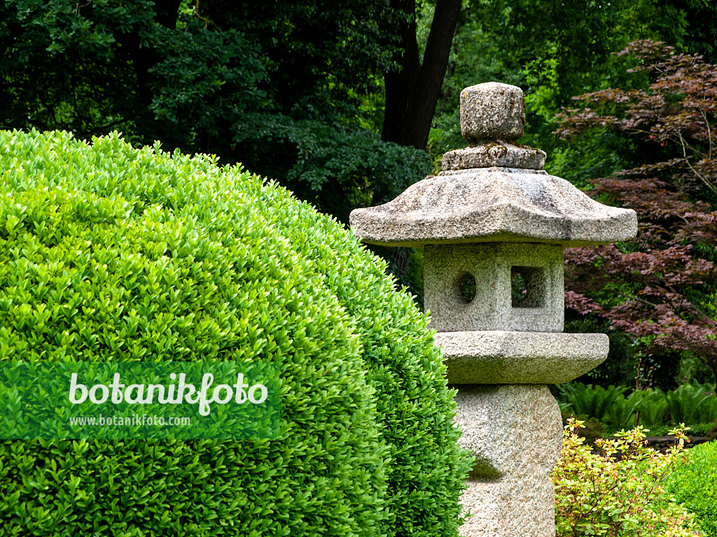 426146 - Common boxwood (Buxus sempervirens) with stone lantern