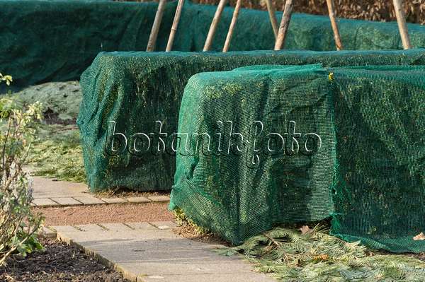 517024 - Common boxwood (Buxus sempervirens) with winter protection