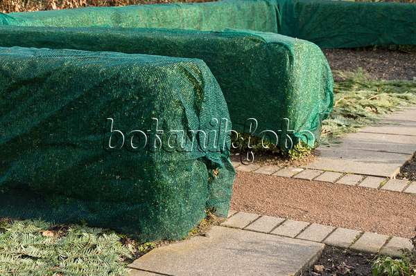 517025 - Common boxwood (Buxus sempervirens) with winter protection