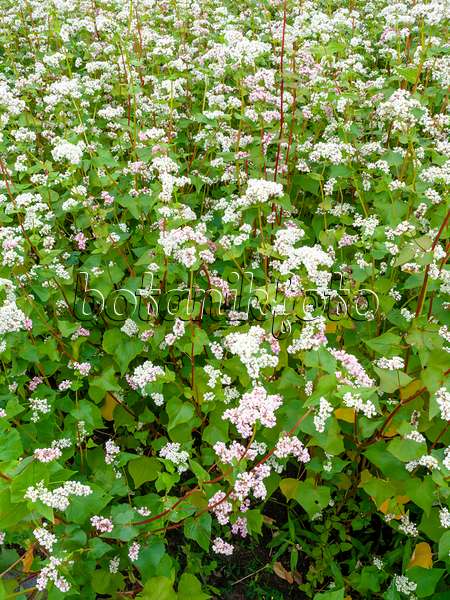 462152 - Common buckwheat (Fagopyrum esculentum)
