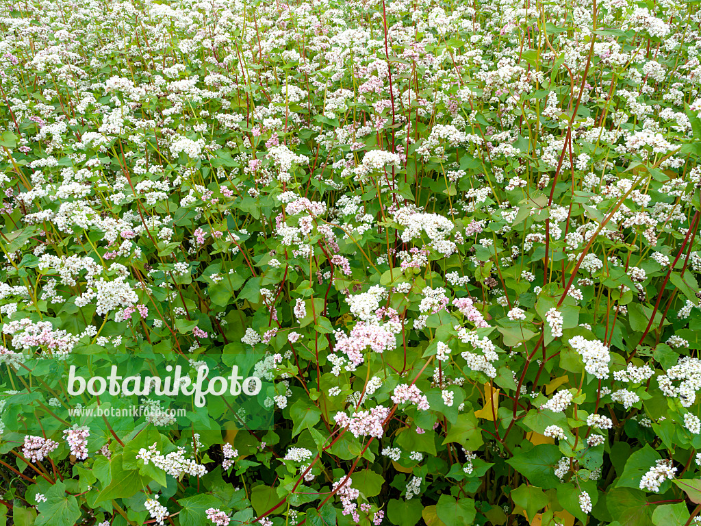 462153 - Common buckwheat (Fagopyrum esculentum)