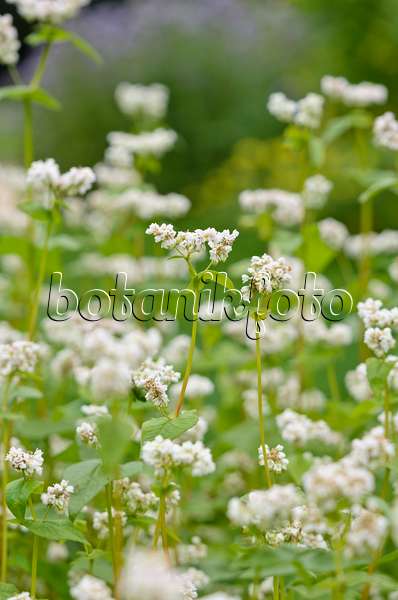 521298 - Common buckwheat (Fagopyrum esculentum)