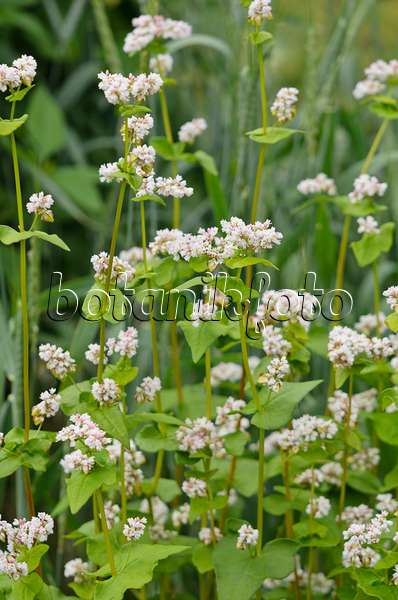521524 - Common buckwheat (Fagopyrum esculentum)