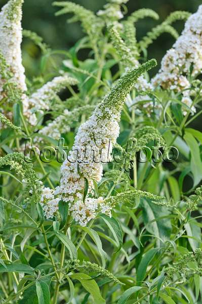 487023 - Common butterfly bush (Buddleja davidii 'Black Knight')