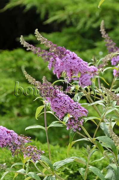 497332 - Common butterfly bush (Buddleja davidii 'Nanho Purple')