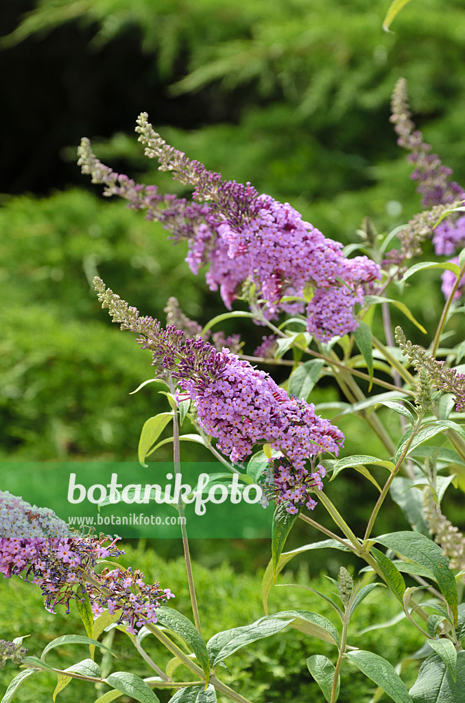 497332 - Common butterfly bush (Buddleja davidii 'Nanho Purple')