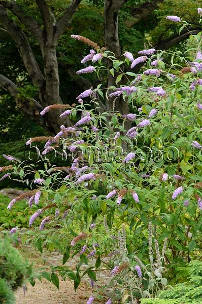 522073 - Common butterfly bush (Buddleja davidii 'Nanho Purple')