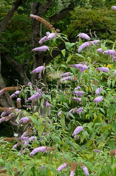 522074 - Common butterfly bush (Buddleja davidii 'Nanho Purple')