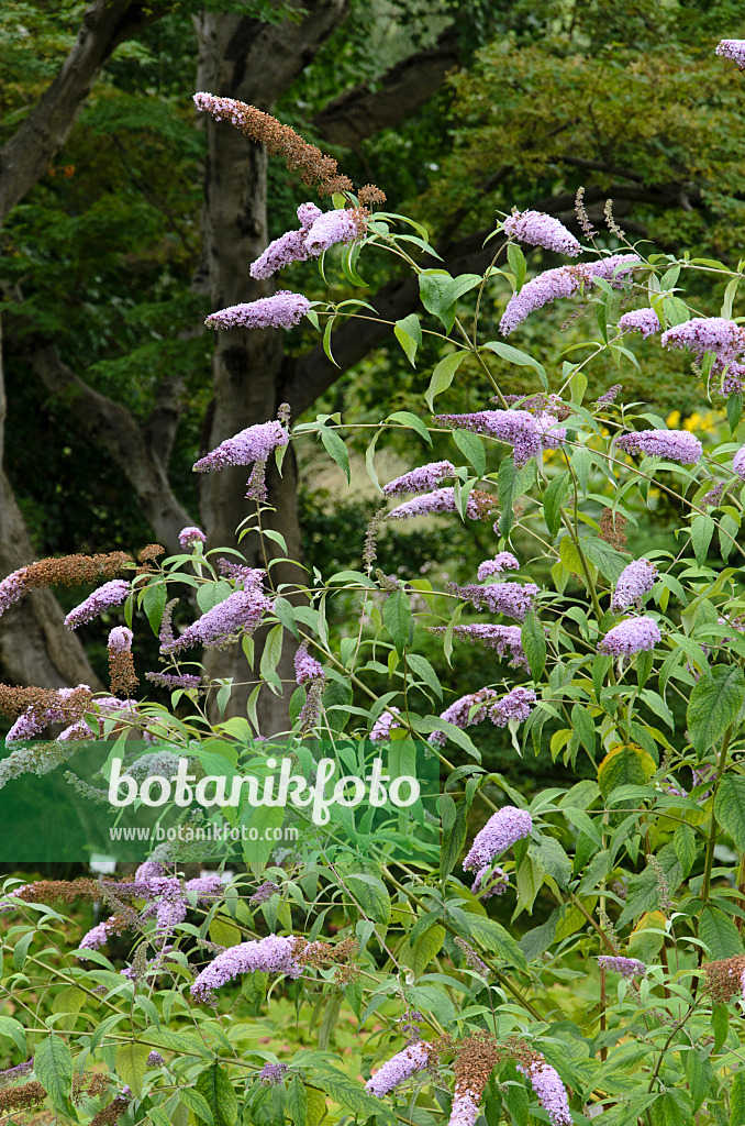 522074 - Common butterfly bush (Buddleja davidii 'Nanho Purple')