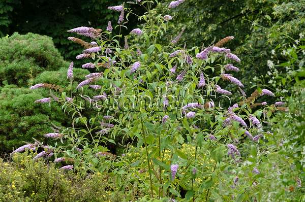 522075 - Common butterfly bush (Buddleja davidii 'Nanho Purple')