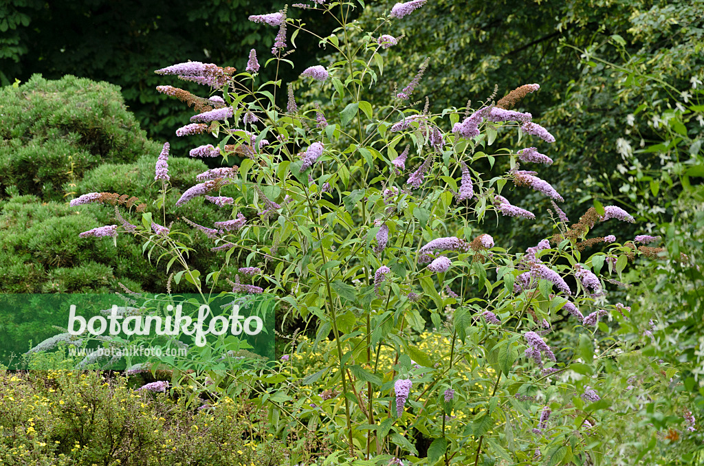 522075 - Common butterfly bush (Buddleja davidii 'Nanho Purple')