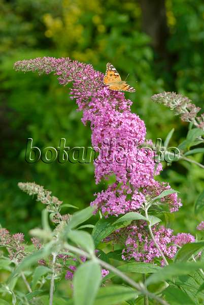 517149 - Common butterfly bush (Buddleja davidii 'Pink Delight') and painted lady (Vanessa cardui)