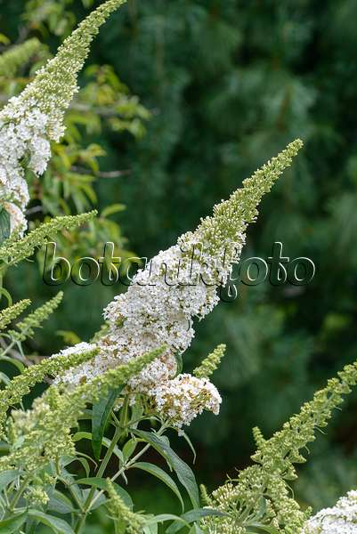 575032 - Common butterfly bush (Buddleja davidii 'White Bouquet')
