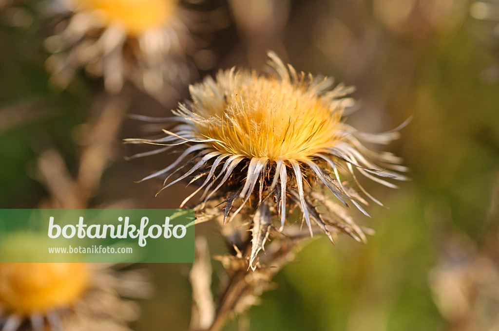 478086 - Common carline thistle (Carlina vulgaris)